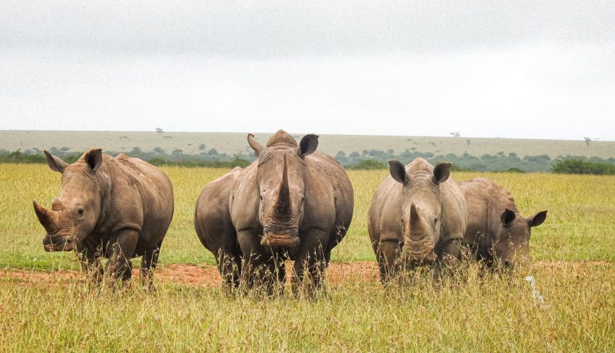 Safaris Making an Impact