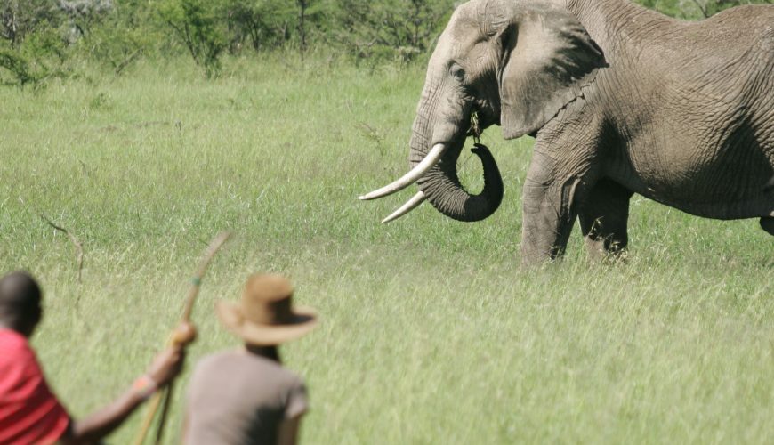 Safaris Making an Impact