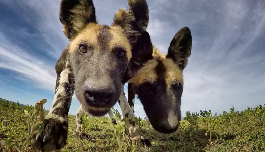Safaris Making an Impact