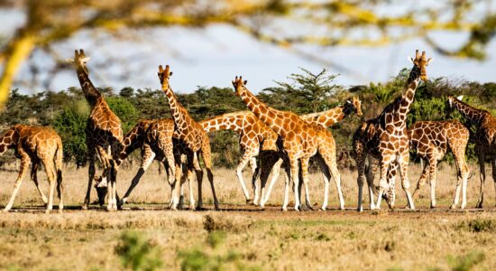 Segera-Giraffes