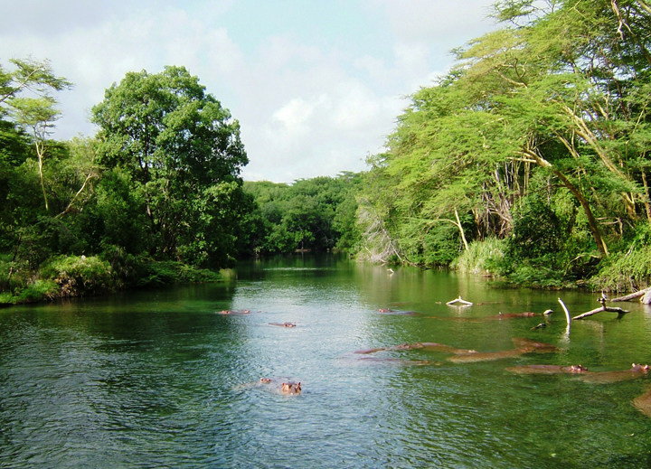 Day 5: Of Ellies, Crocs and Mzima Springs