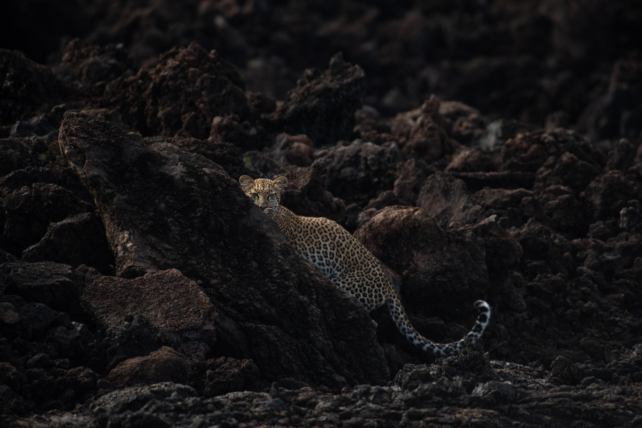 Day 4: On to Tsavo West National Park