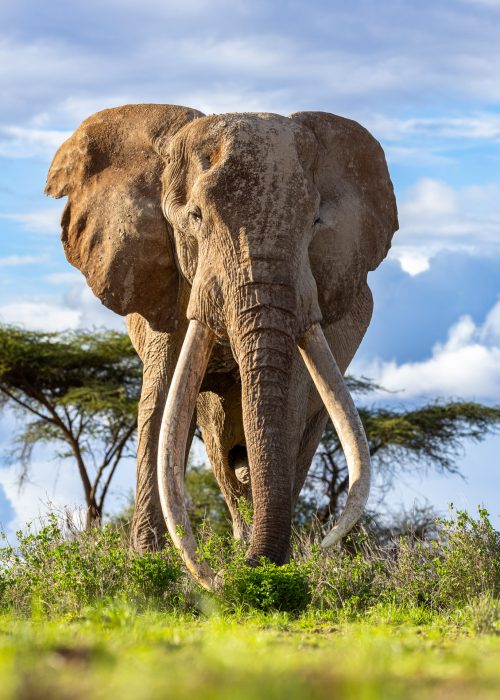 Day 2: Of Elephants and more