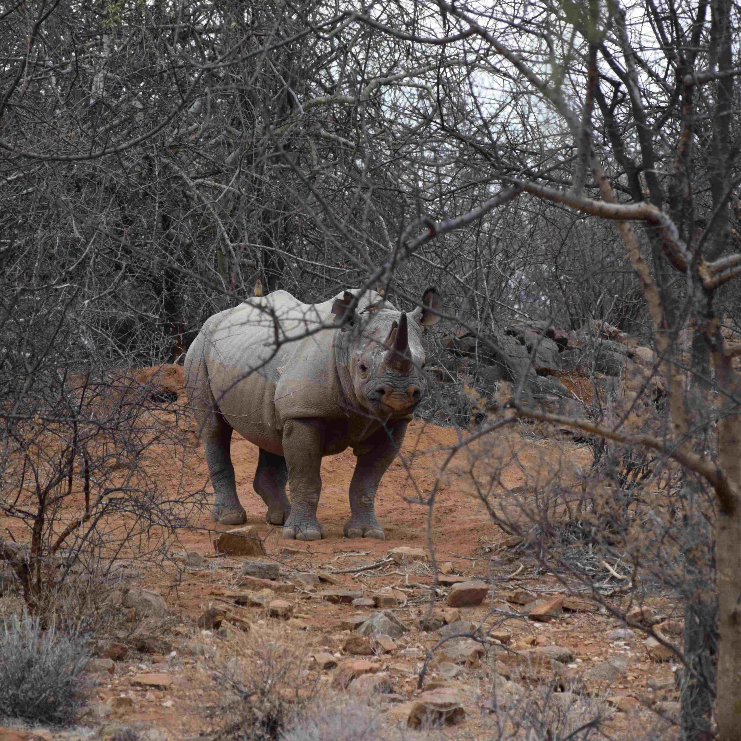 Day 5: Rhino Tracking