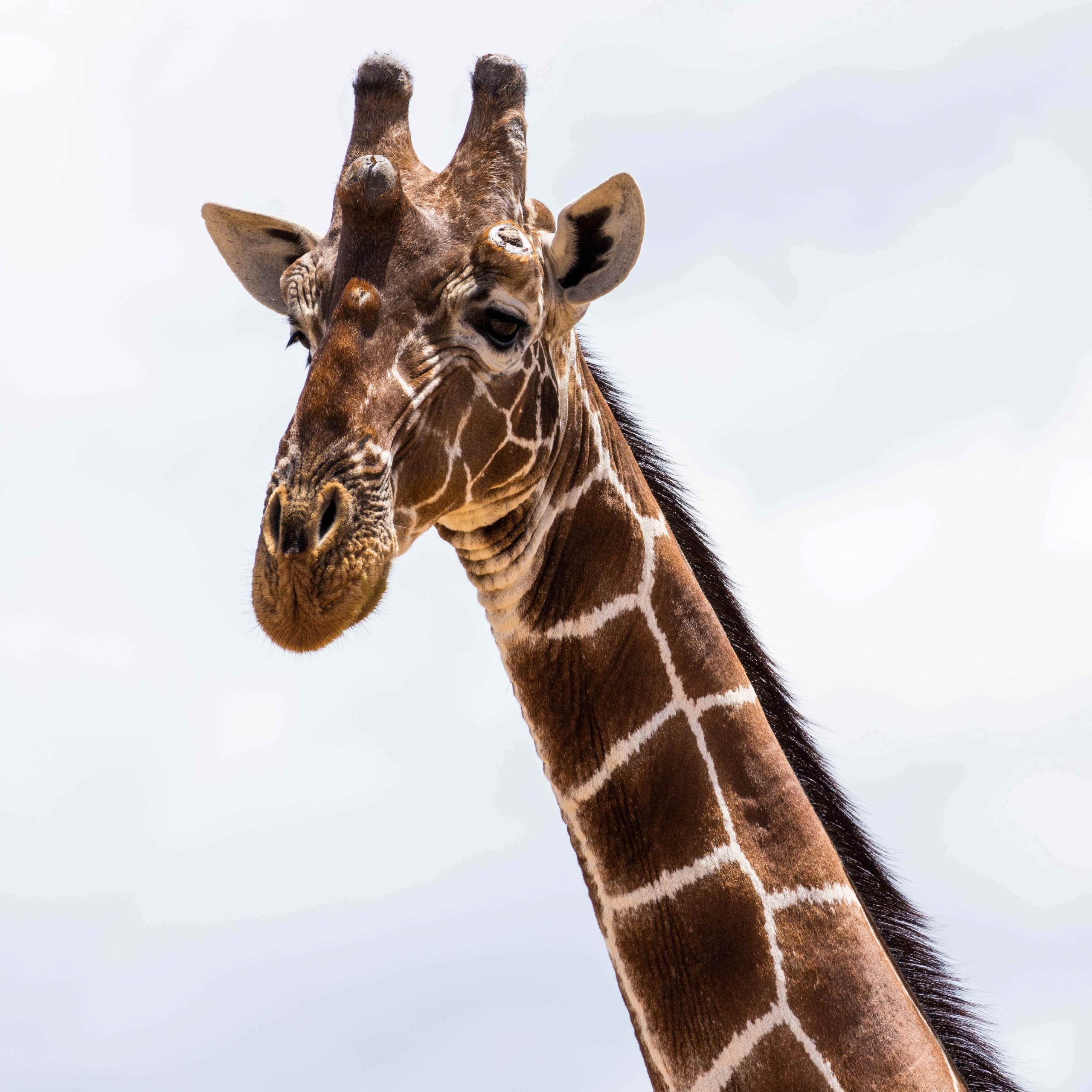 Day 8: Last day in Kenya