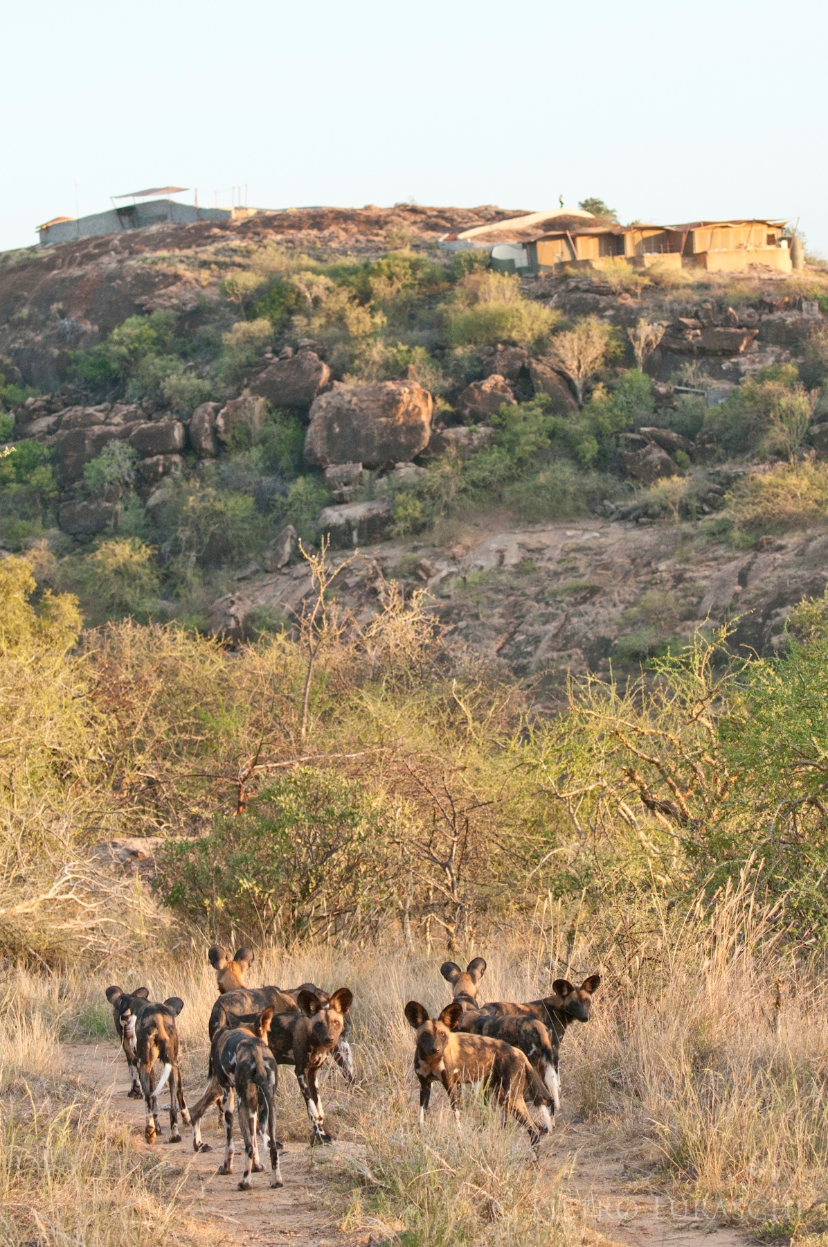 Day 6: Drive to Kalama Conservancy