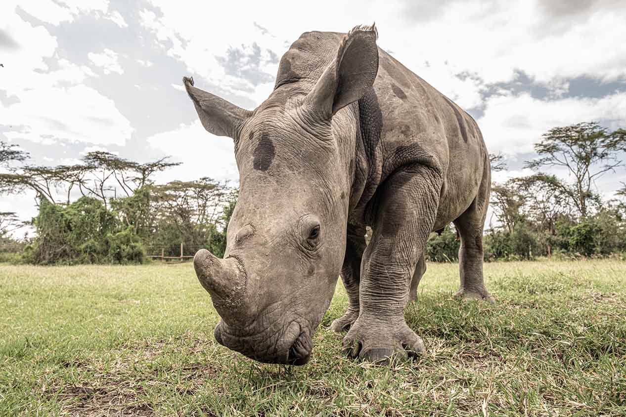 Day 5: A Crash of Rhinos