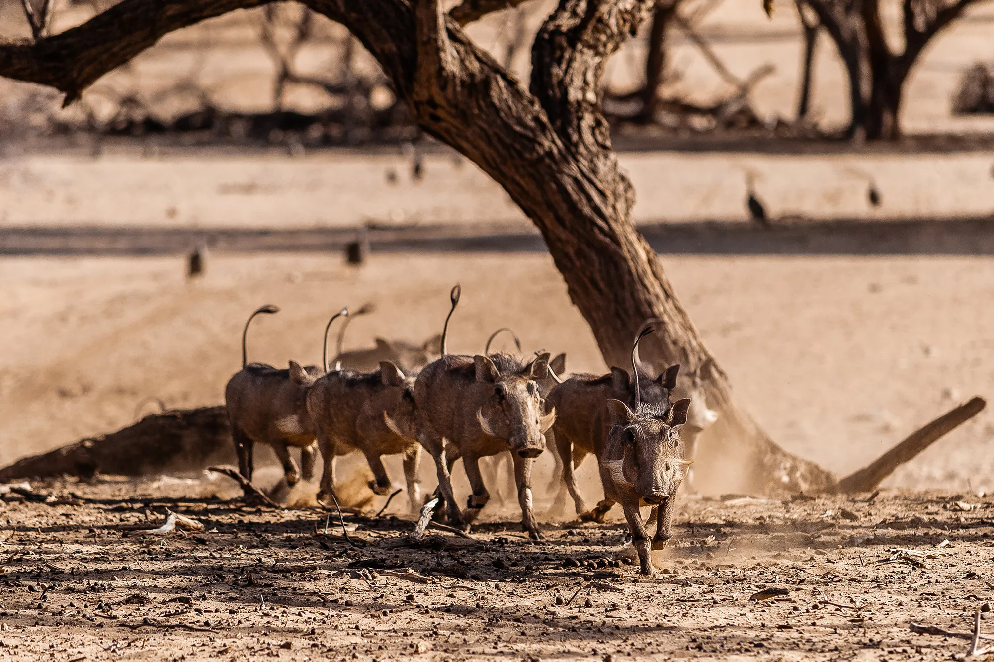 Days 9 & 10: Etosha East