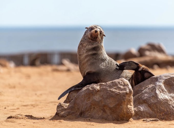 Safaris Making an Impact