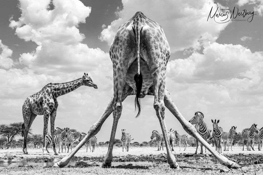 Days 13 & 14: Etosha East