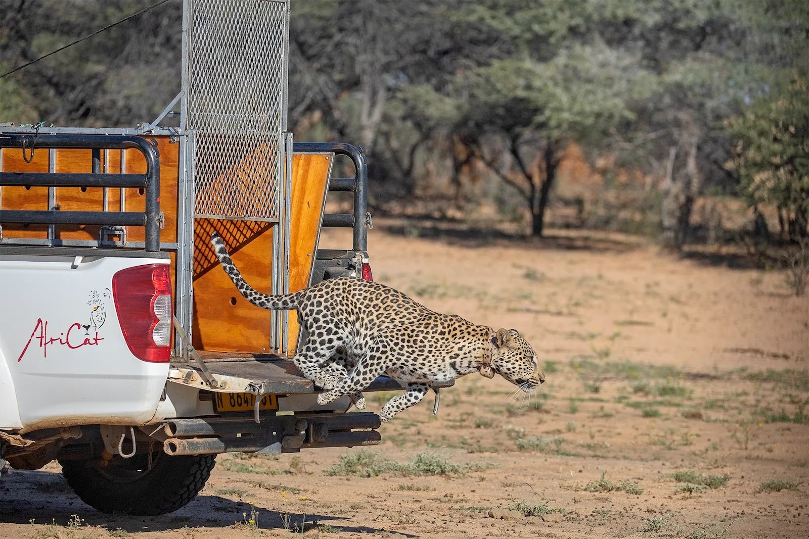 Day 16: AfriCat Foundation