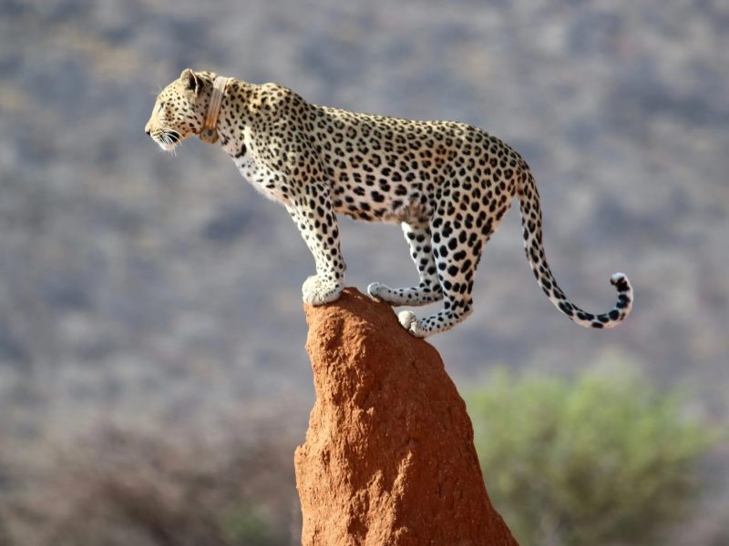 Safaris Making an Impact