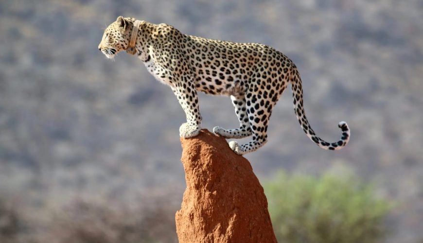 Safaris Making an Impact